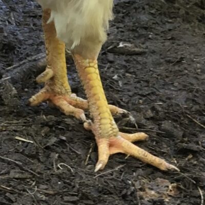 How to Handle a Chicken Foot Injury